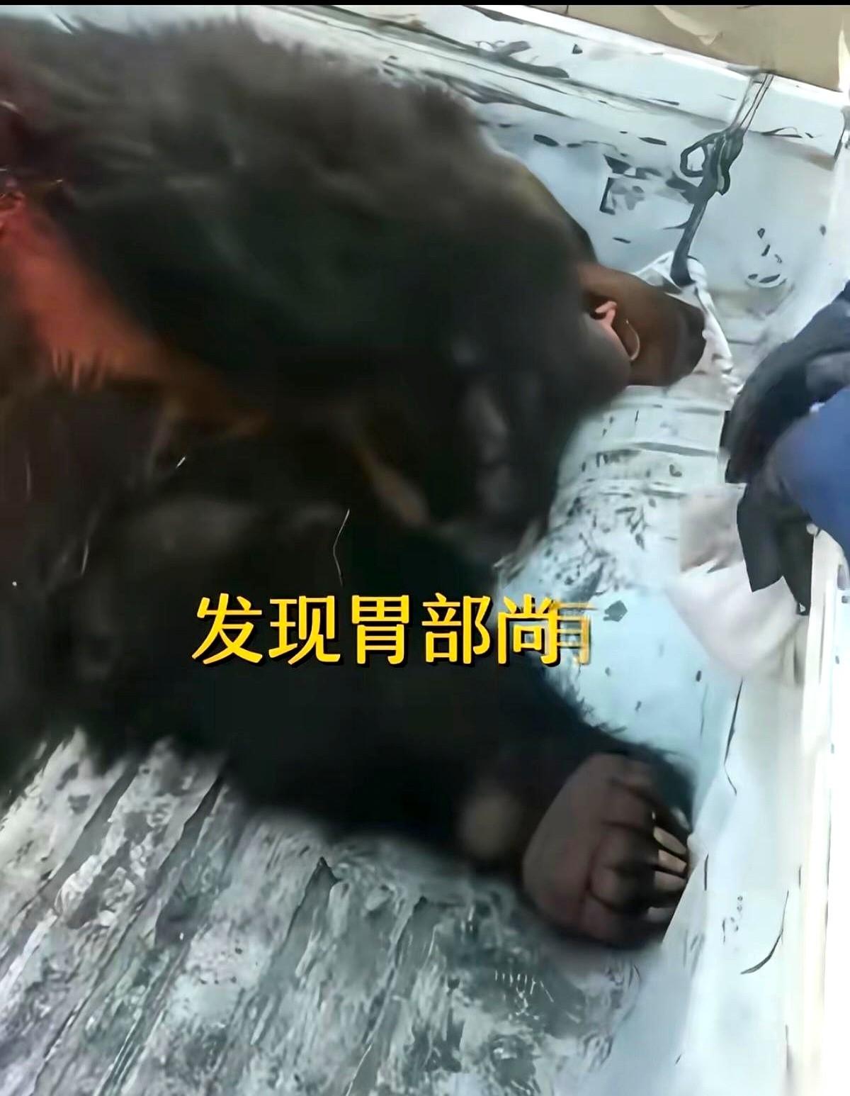 大半夜，睡在自己家里，突然闯进来一头庞然大物，连拖带拽把你活生生叼走。
这不是什