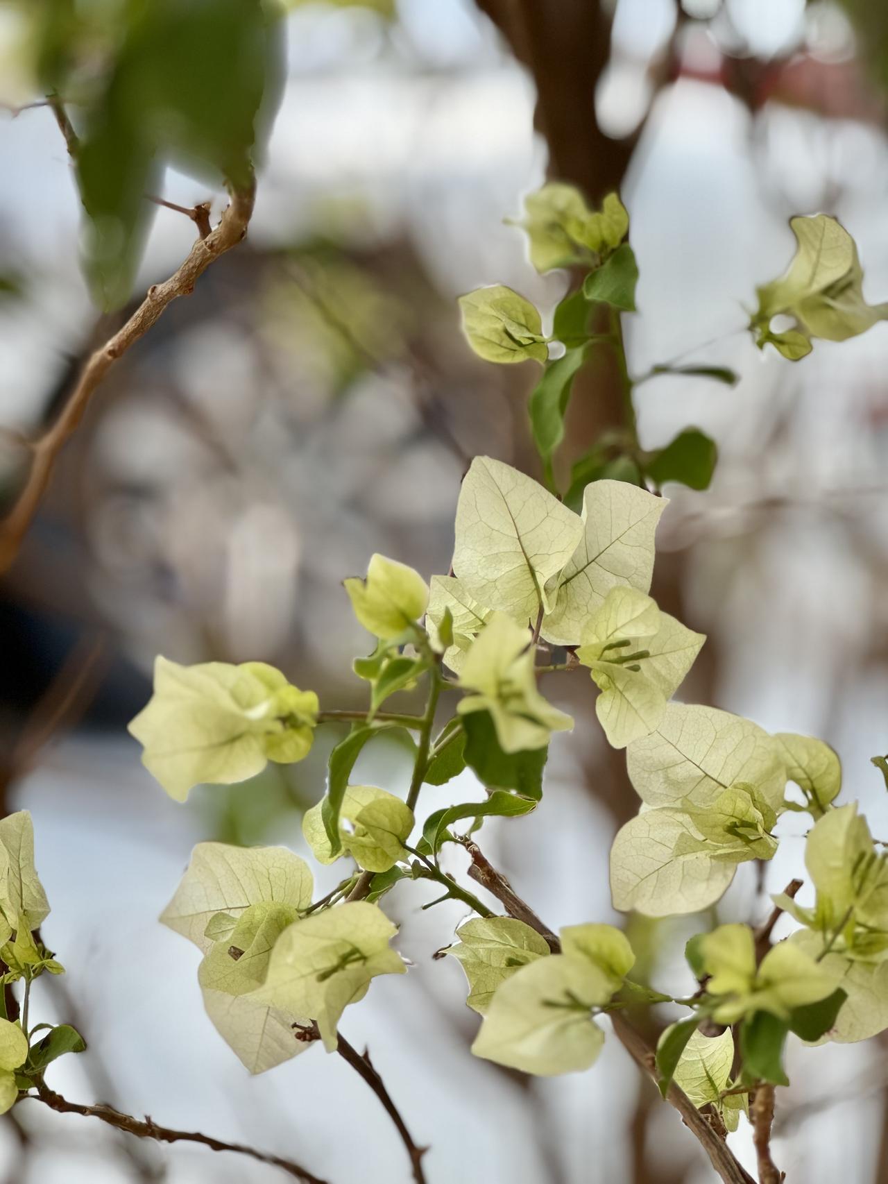 今日花朵随手拍三角梅