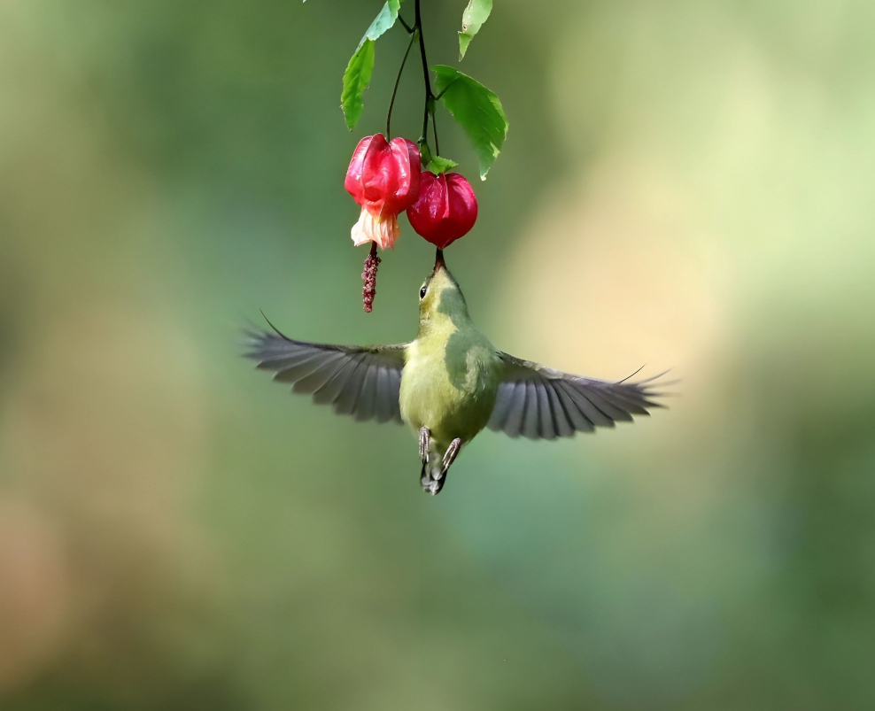 悬停的小闪电！霓虹羽衣配花间特饮叉尾太阳鸟正施展它的悬停绝技细长的喙精准探入蜜源