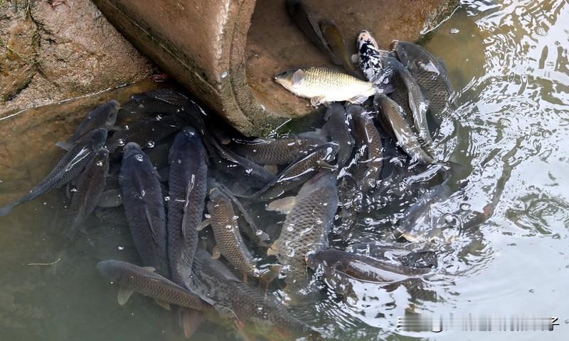 日本大阪河道现大量鱼群居民担忧地震 12月20日，日本大阪道顿堀一河道涌入大量鱼