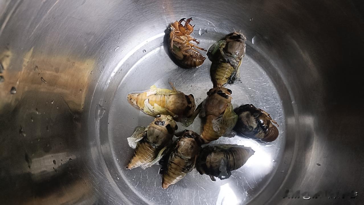 知了猴真的都不出吗？前几日连着下了好几天大雨，这两天天气放晴。依照以往的规律，大