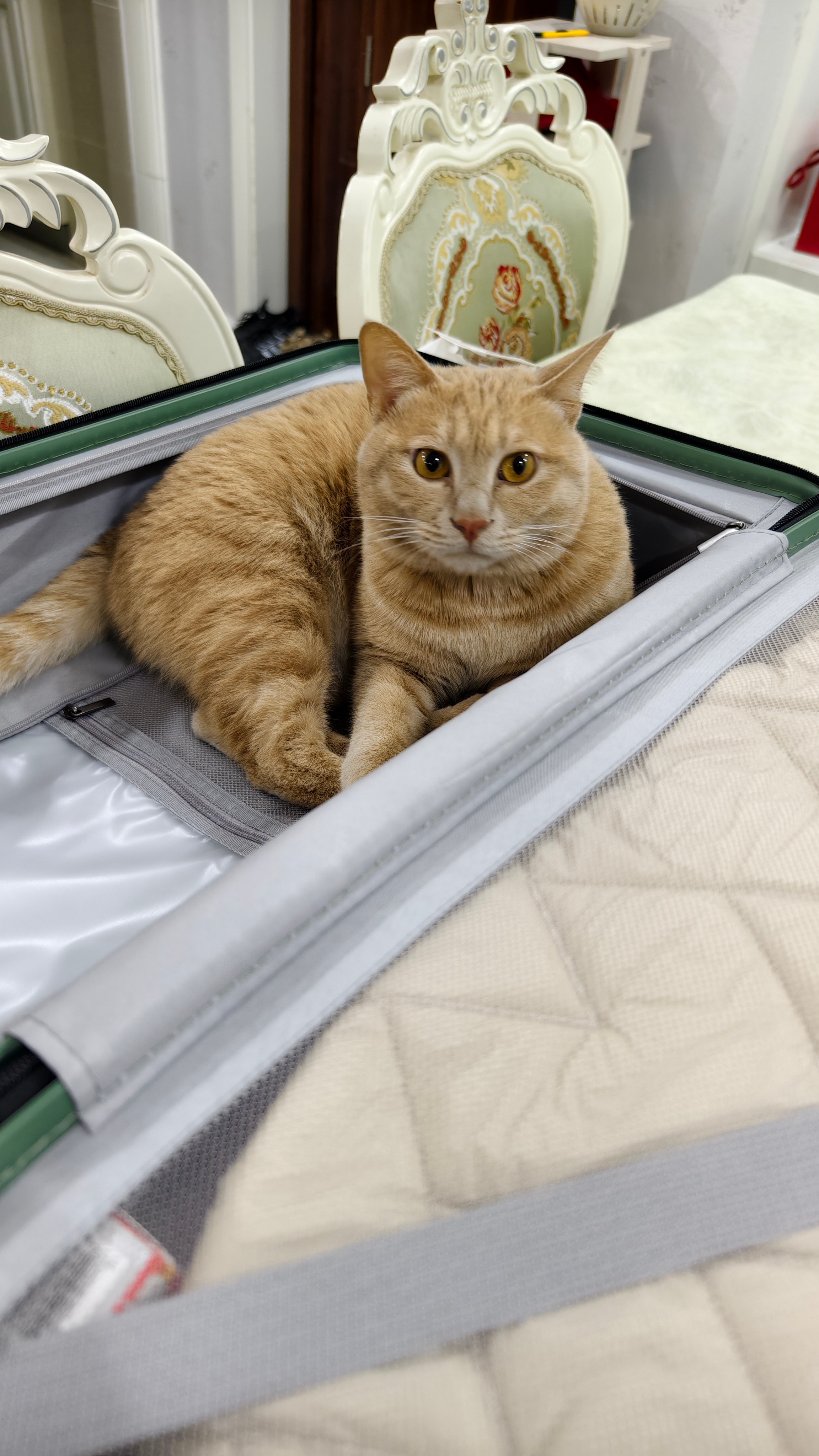 母亲大人刚告知我要来检查工作了👩🏻橘子同步得知消息 一屁股坐进了行李箱里！还