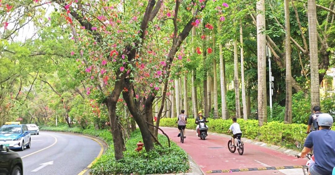 我到深圳快30年了，如果真的要评选一片深圳绿化最好的城区，我觉得依然是南山区的华