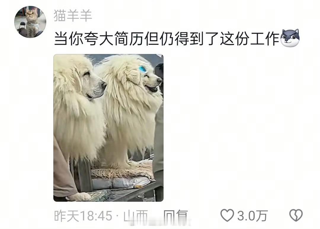 景区用拉布拉多假装藏獒我找工作⬇️ ​​​