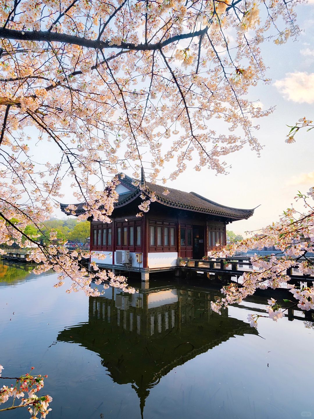 杭州赏樱地图🌸我私藏的9个小众樱花观赏地