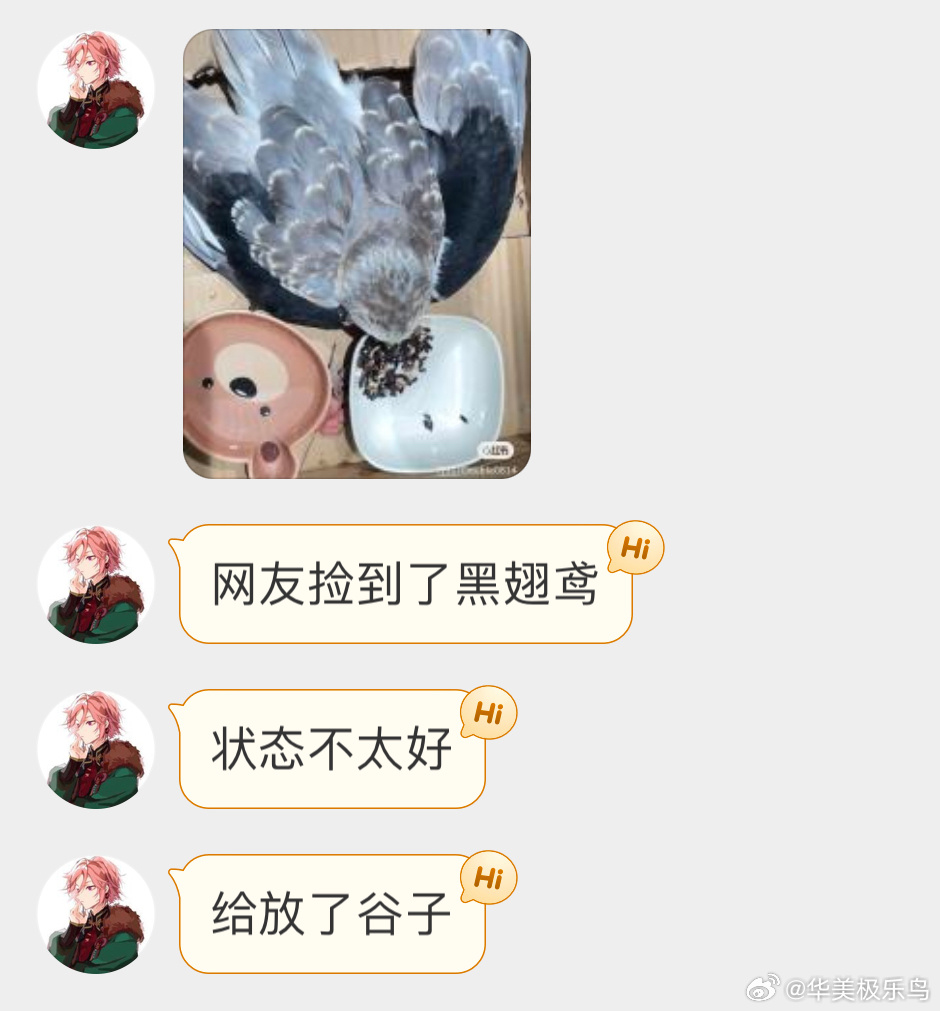 还没成年的【黑翅鸢yuān】猛禽是重点保护鸟类奥，尽快联系110吧人家吃肉的，不