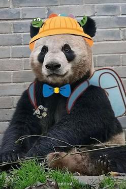 聊天必备表情包第702弹黑白小丸子 ​​​（拿图吱声） ​​​