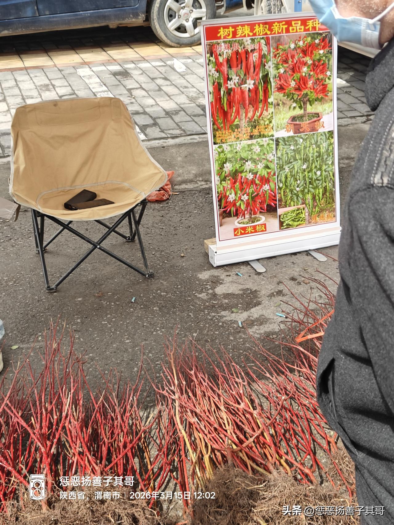 渭南 吃喝玩乐在渭南 渭南本地事 今日逢集，到集市上转了一圈，发现很多卖各种花卉