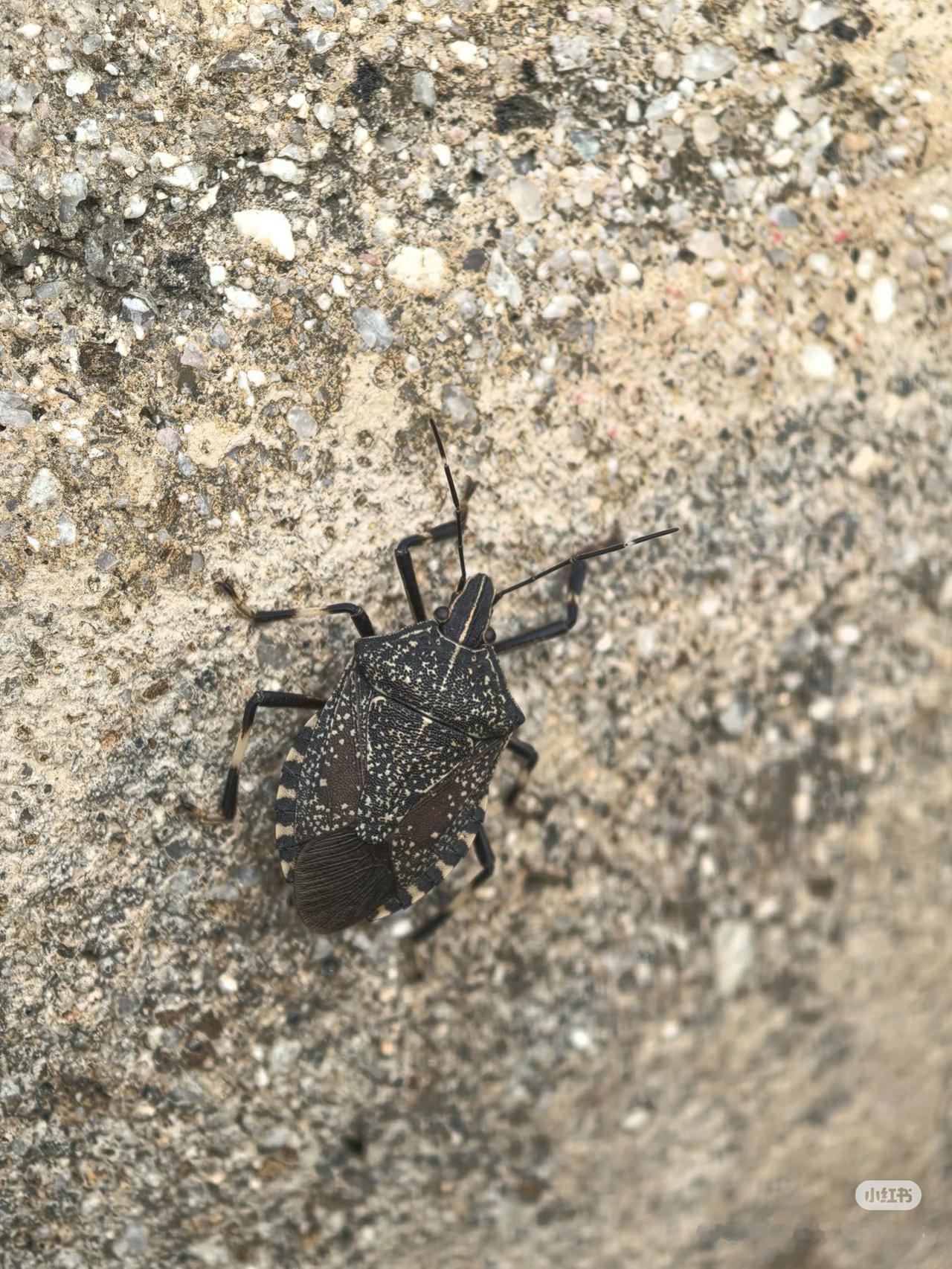 臭大姐的第一批受害者出现了 不是因为吃了有毒的臭大姐 而是因为医生说可以吃的消息