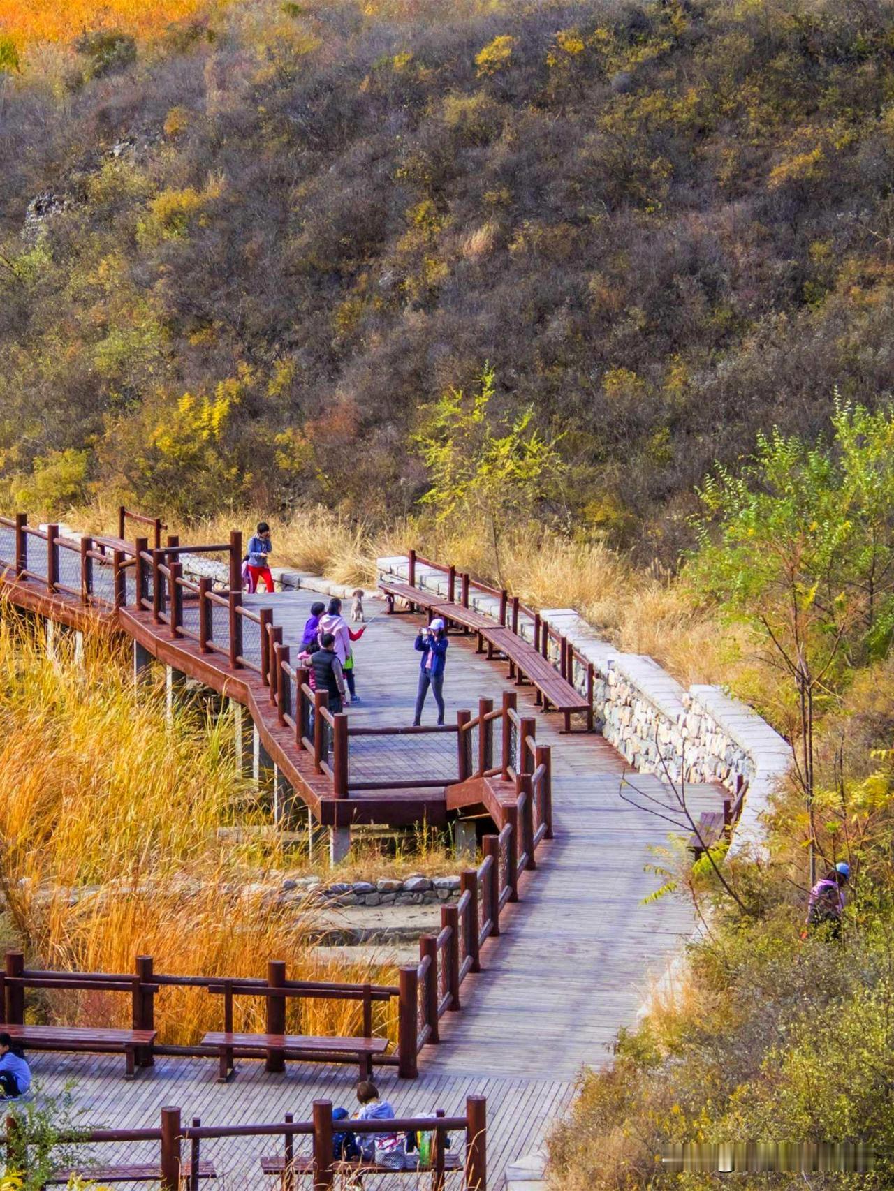 都在问我去哪里赏红叶，香山现在肯定是人多。
我推荐去舞彩浅山，爬山没有任何难度，