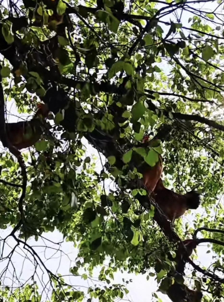 鸡子站在了樱桃树上