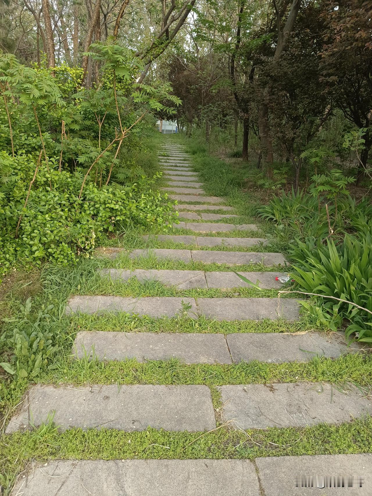 渔家傲·感春（词林正韵）
絮落林深风光好。残红谢却青桃小。
枣发槐香迟意到。春事