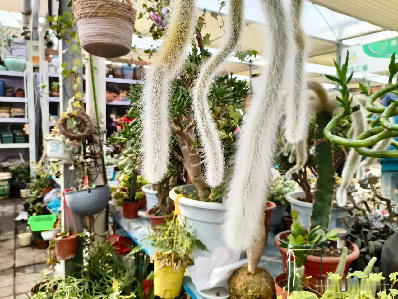 赞奇花猴尾柱
作者：祥瑞传奇

分享一张花的照片
城市花市随手拍 


一盆奇异