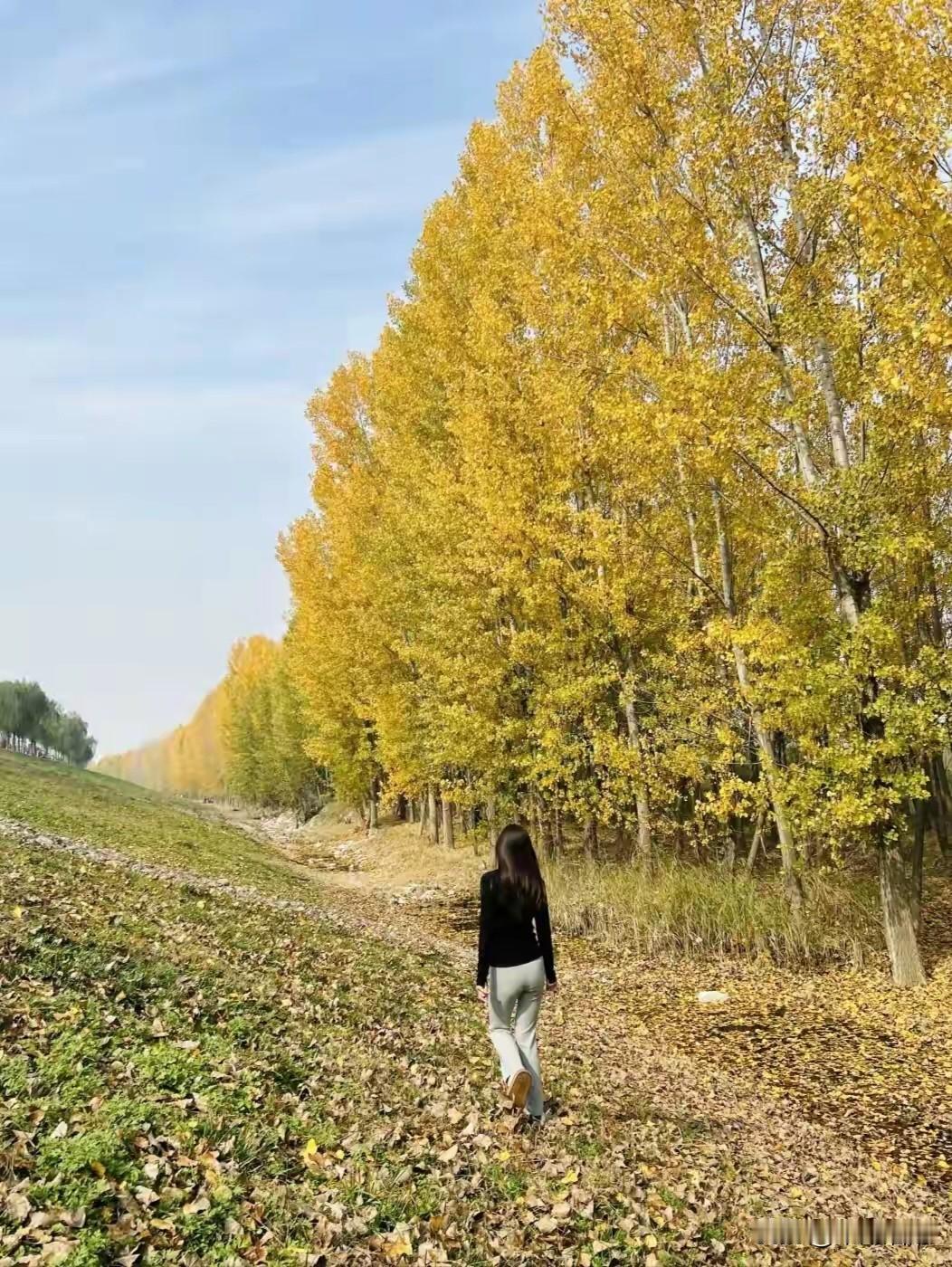 山明水净夜来霜，数树深红出浅黄。