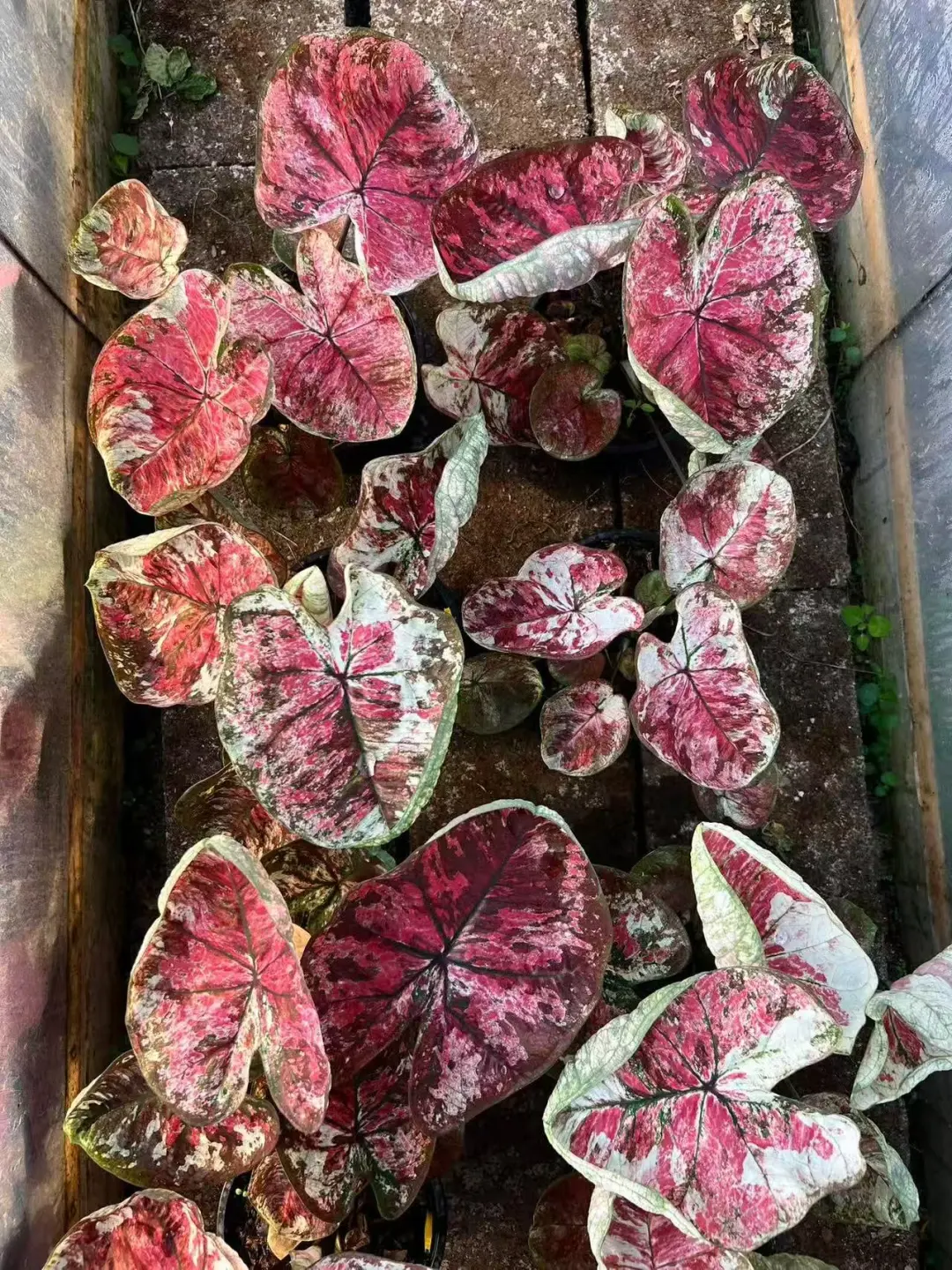 暂且叫它花花滴海吧！