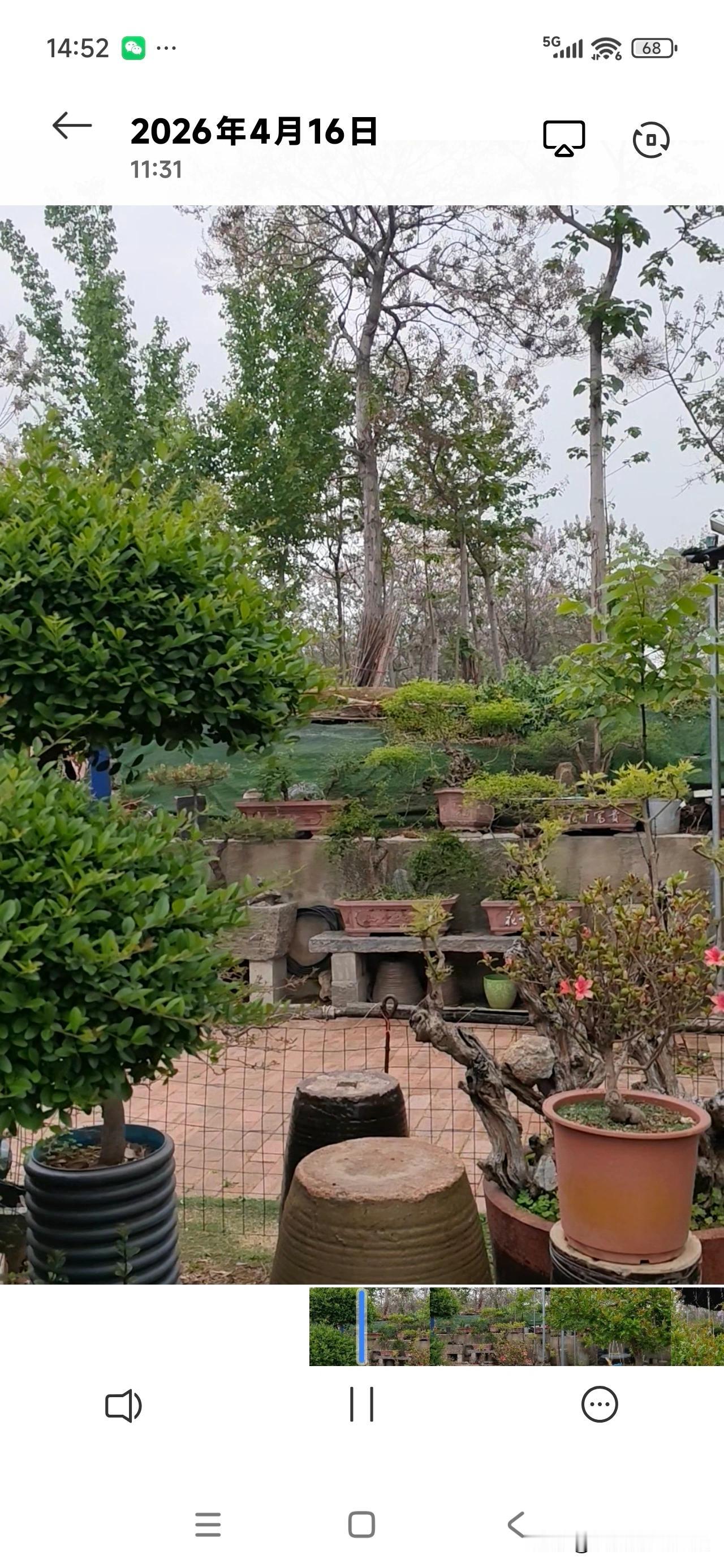 我爱我的故乡
回到老家小院，满眼都是舒心景致。各式各样盆景错落摆放，老树桩搭配绿