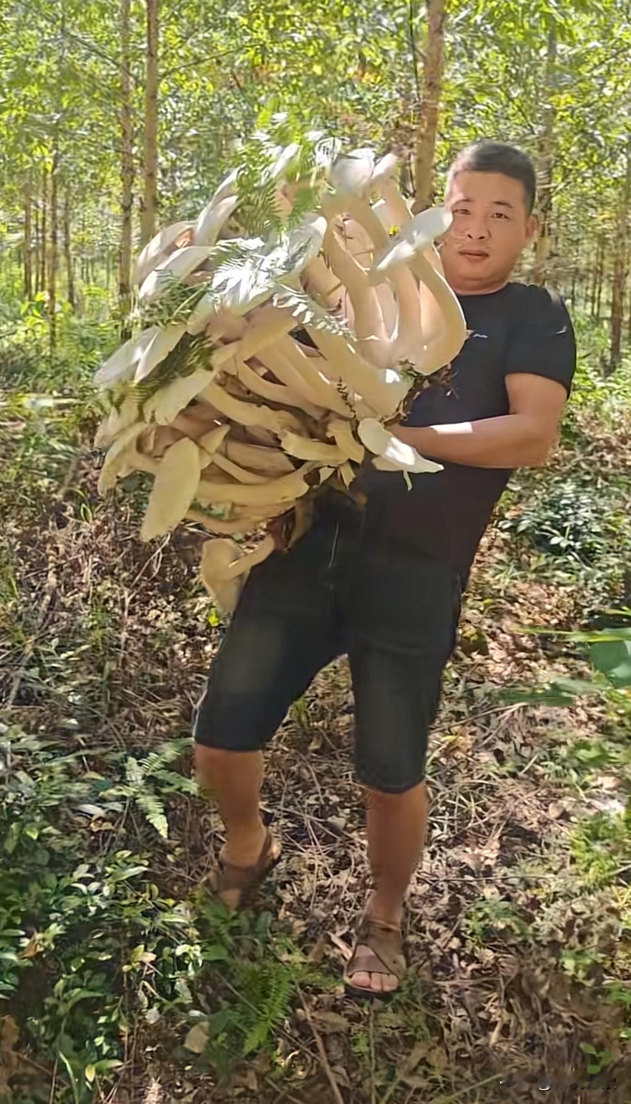 孩他爸今天在山里采了一颗巨型野生菌，第一次见，大家看看这能不能吃？