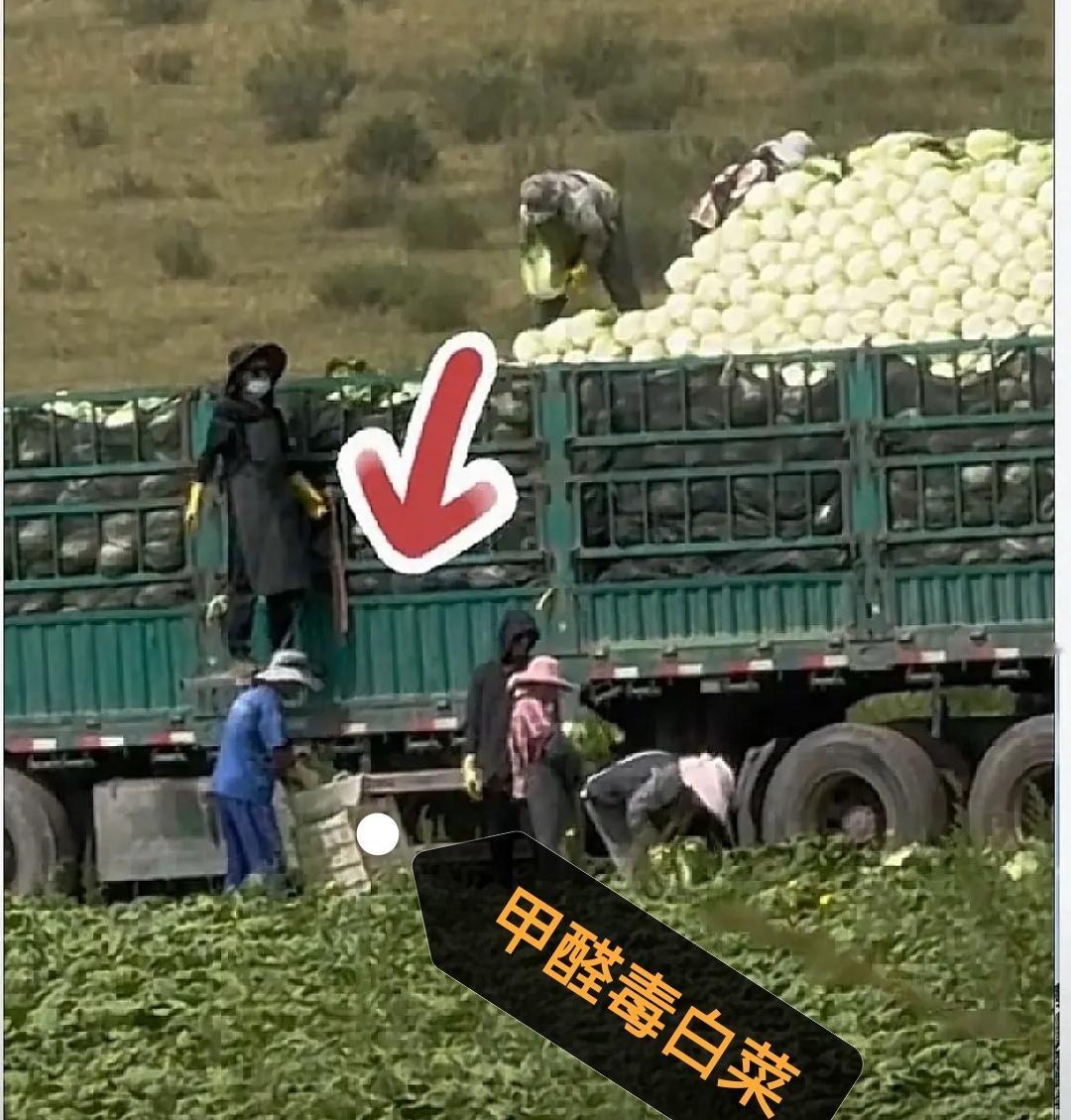 甲醛毒白菜十大常识问答
 
一、白菜装车蘸甲醛，到底图什么？
 目的一、防腐保鲜