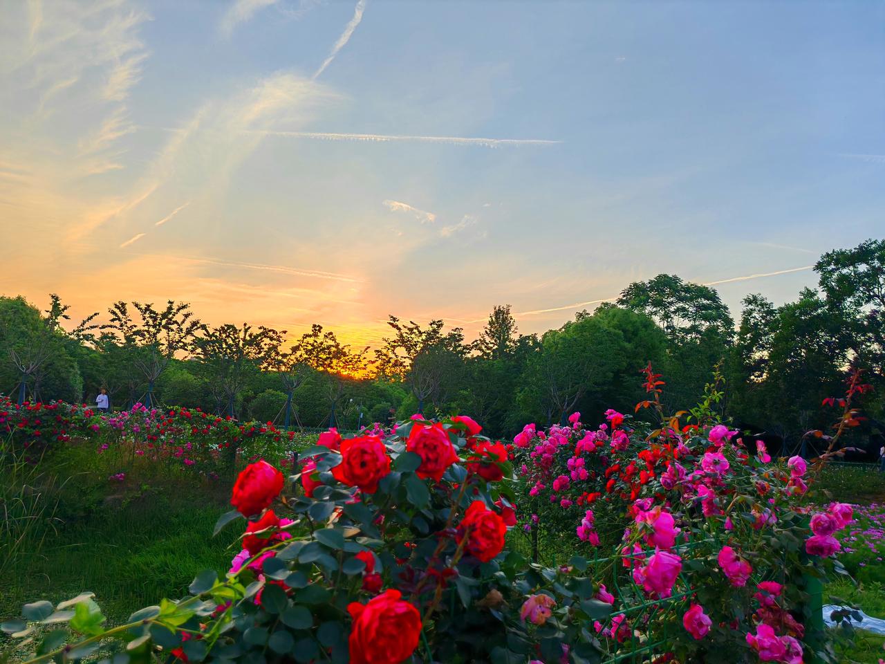 在武汉市马鞍山森林公园的格桑花海，那简直是梦幻之地。40000㎡的格桑花海分为玫