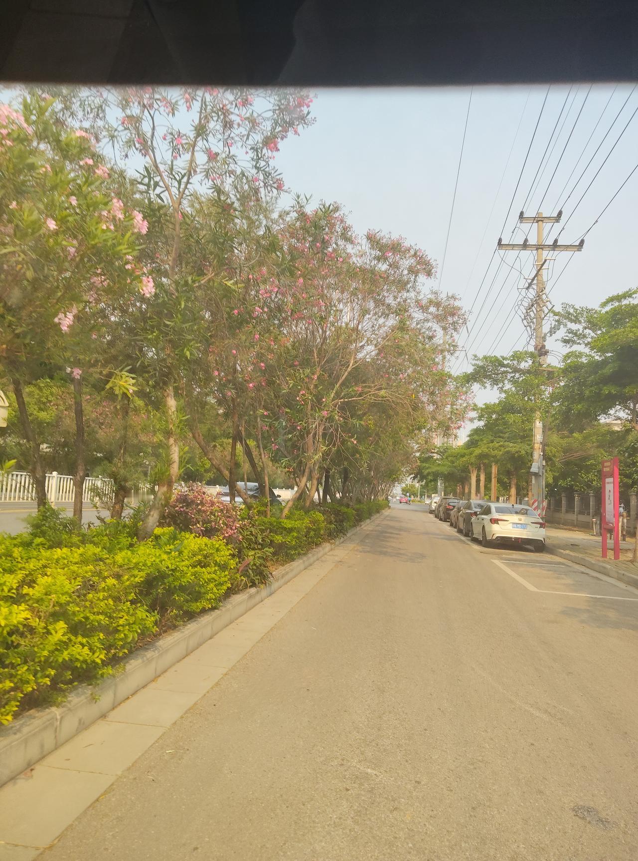 春日通勤小感悟
 
开车路过这条开满夹竹桃的小路，忽然就被治愈了。

每天奔波在