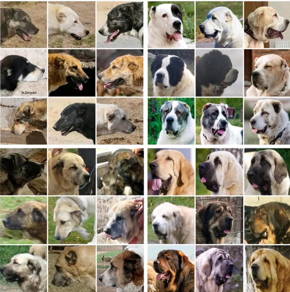 中亚原生犬VS中亚次原生犬、西班牙原生犬VS西班牙次原生犬西班牙原住民牧羊犬