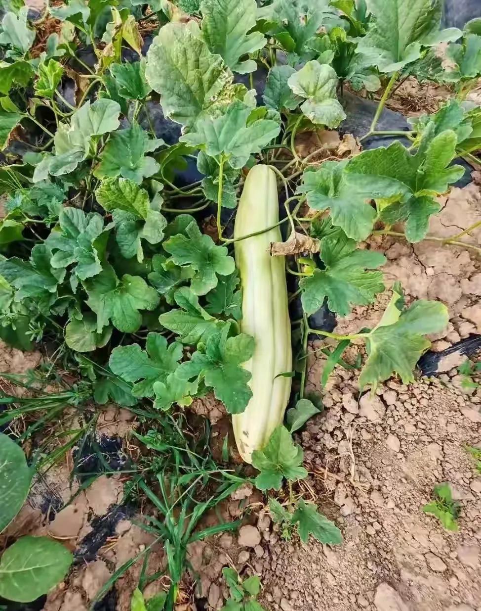 大家都来看看这条到底是什么瓜来的？今天我和老婆一起菜园摘菜，突然发现了这条不知道