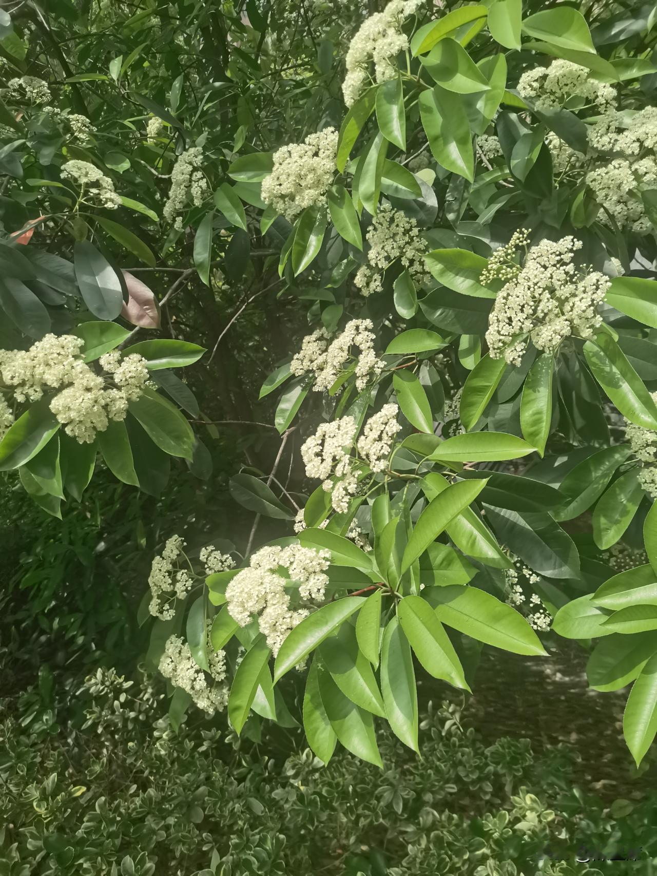 今年春天最想实现的心愿“晓看红湿处，花重锦官城”
