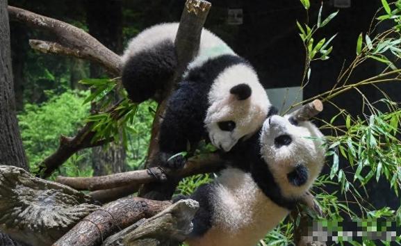 没有商量余地，中国直接收回，17万日本人泪奔，高市闯祸了！

东京街头最近挤满了