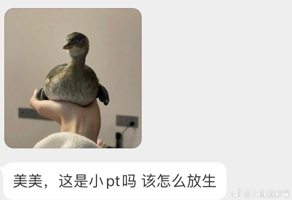 鸟小笔画多的【小xiǎo䴙䴘】有时会迷失方面飞到岸上，它的脚丫子在陆地上很难行走