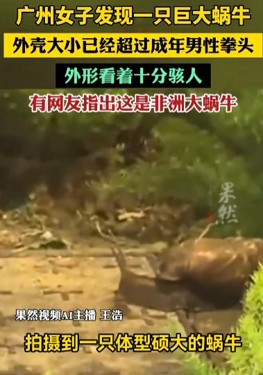 “太吓人了”！广东广州，一女子在绿化带中，发现了一只体型硕大的蜗牛，看上去非常 