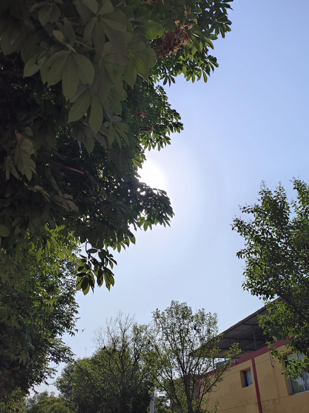 可以分享一张你拍的天空美照吗晴日躲在枝叶间，风掠过满树新绿，寻常小院，藏着岁月慢