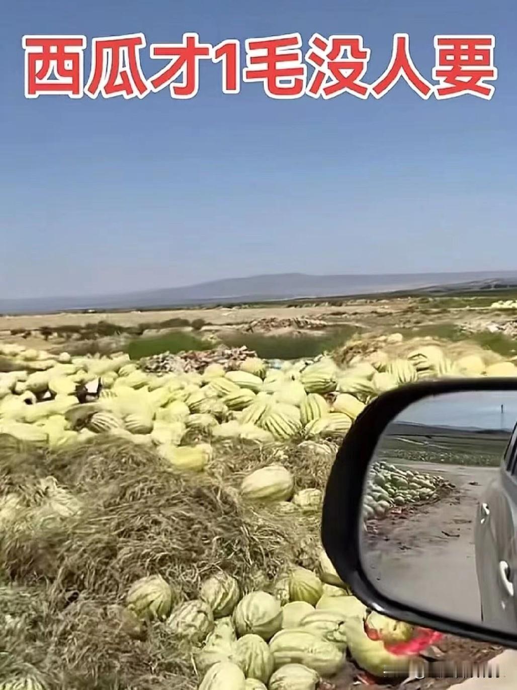 这里西瓜是怎么回事，为什么都扔了呢？

 看到这么多西瓜我也纳闷，怎么都扔了，再