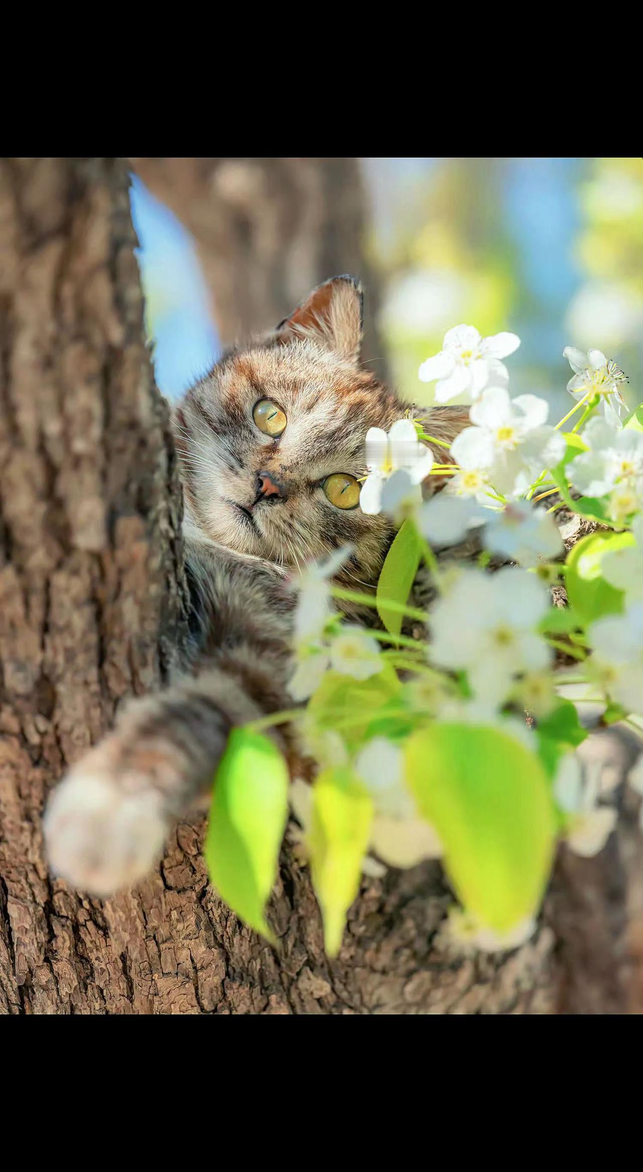 🐱春日偷闲的树洞里，藏着会呼吸的温柔。花影摇晃间，瞳孔盛着整个春天🌿