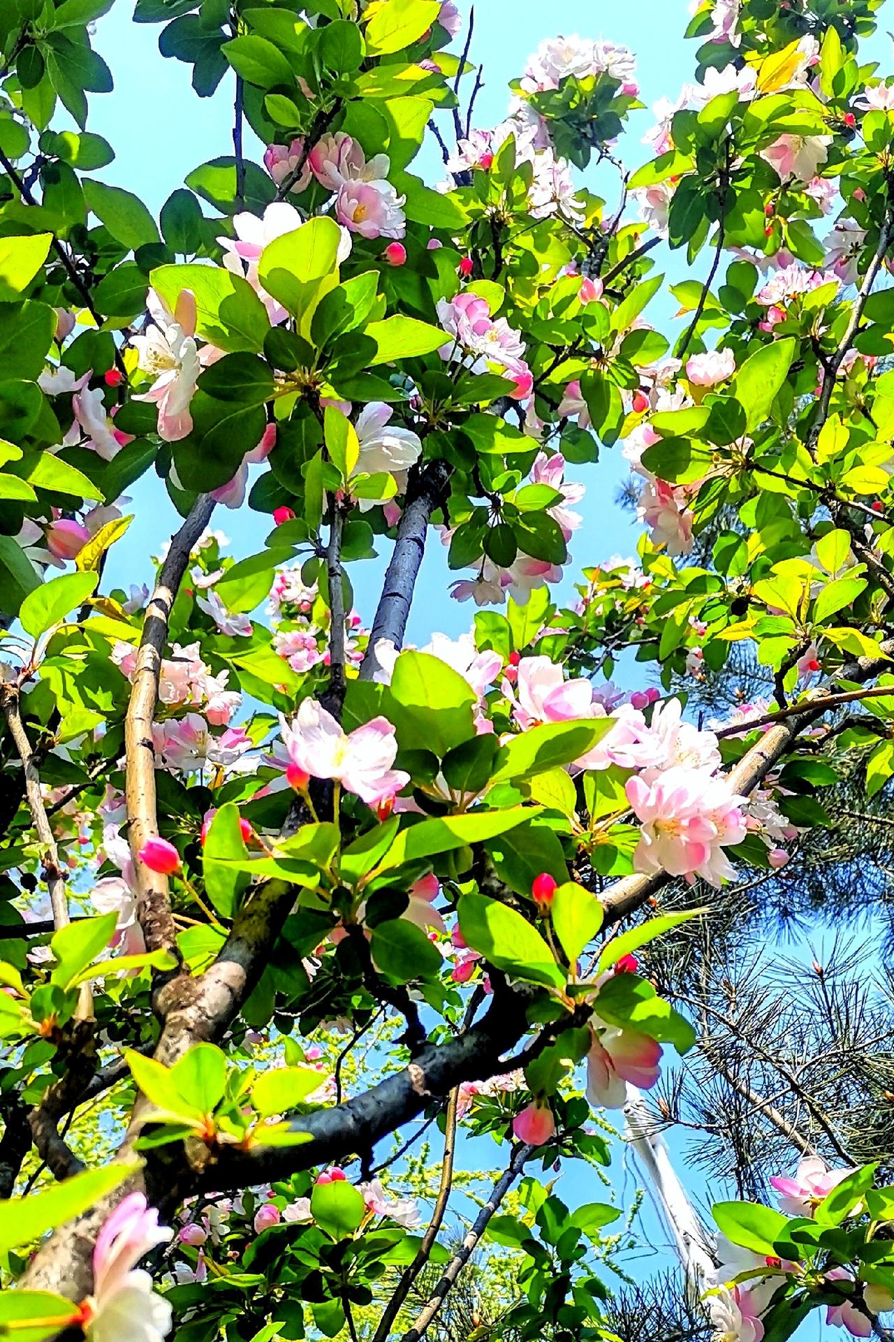 春酒杯杯浓，醉得海棠红。