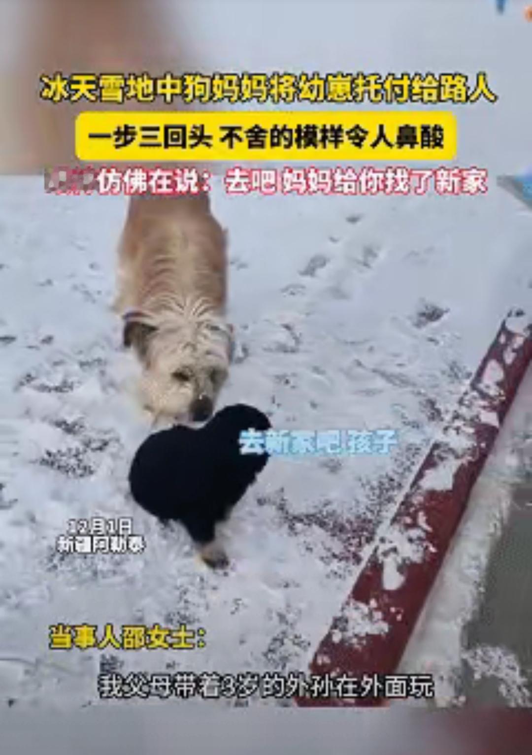 谁说母爱只属于人类？阿勒泰雪地里那只狗妈妈的转身，才让我懂了什么是最硬核的温柔。