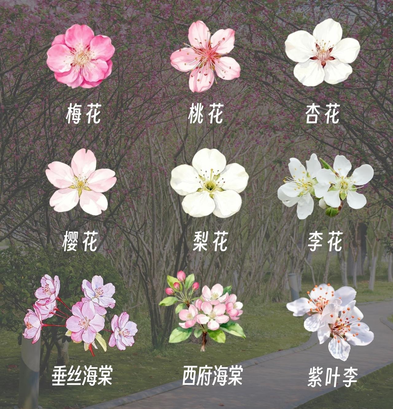 赏花赏花，你认识这些花吗？

春天来了，阳光明媚，杨柳细垂，谁不喜欢在花朵簇拥下