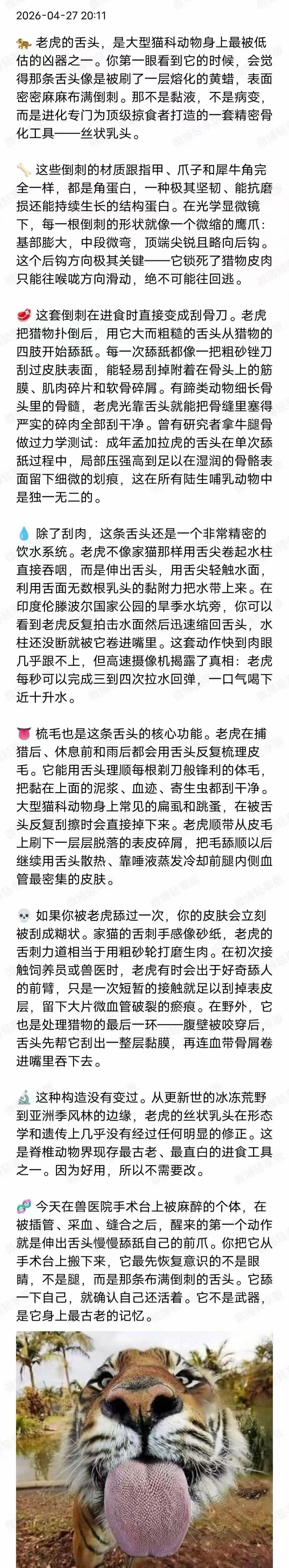 所以，不要靠近老虎，哪怕是没有兽性的老虎，还是需要谨慎小心些！