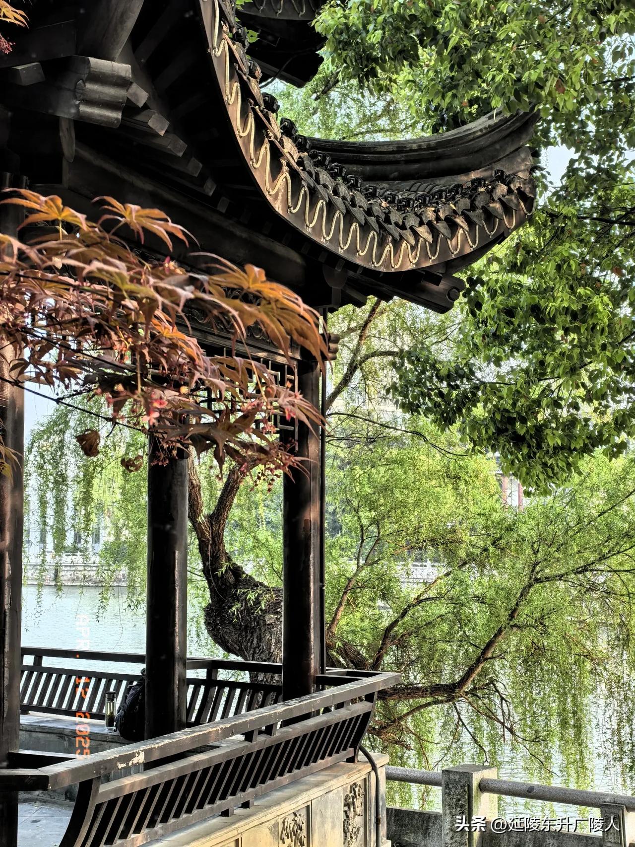又见河边老柳树，珠帘映水景色新。
京杭大运河边一棵老柳树，风吹绿丝条，树旁有一方