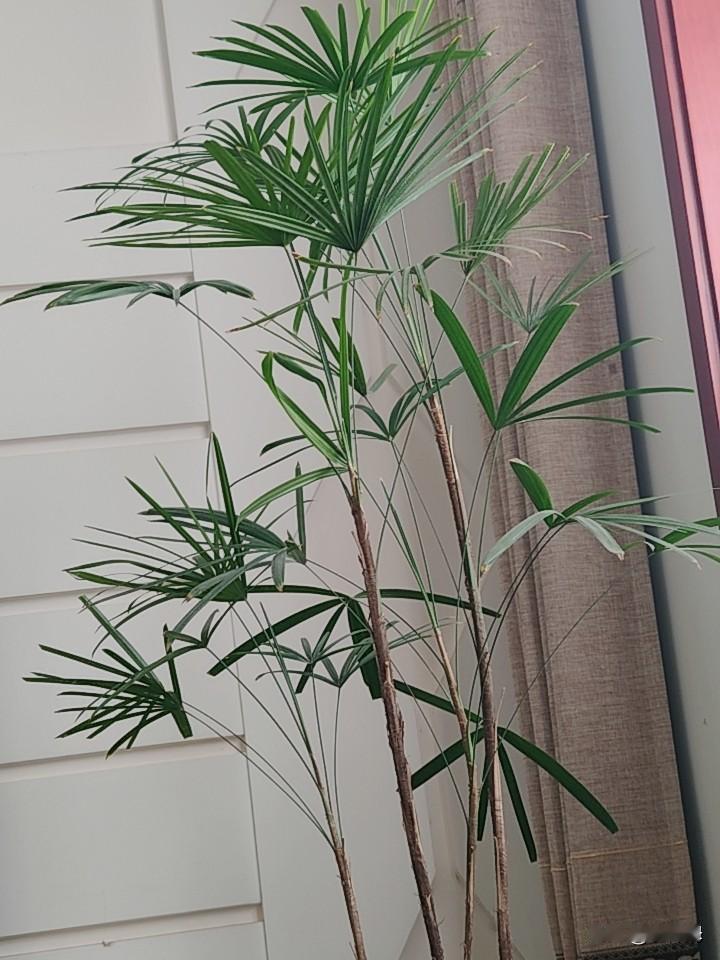 养绿植，还是应该接受风吹日晒的好。放在楼上养，怎么也是缺少一种绿植应该有的那种精