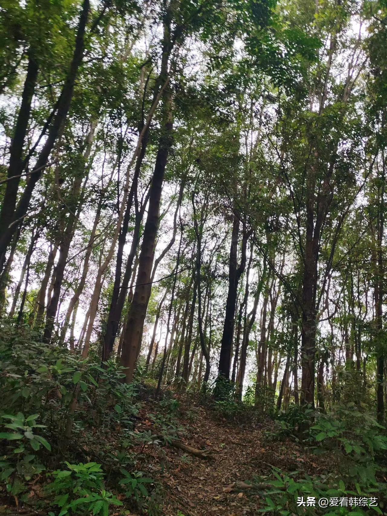 集卡领红包林径浸在绿雾里，高树撑着密叶滤碎天光，脚下落满褐叶软泥。风裹着草木气掠