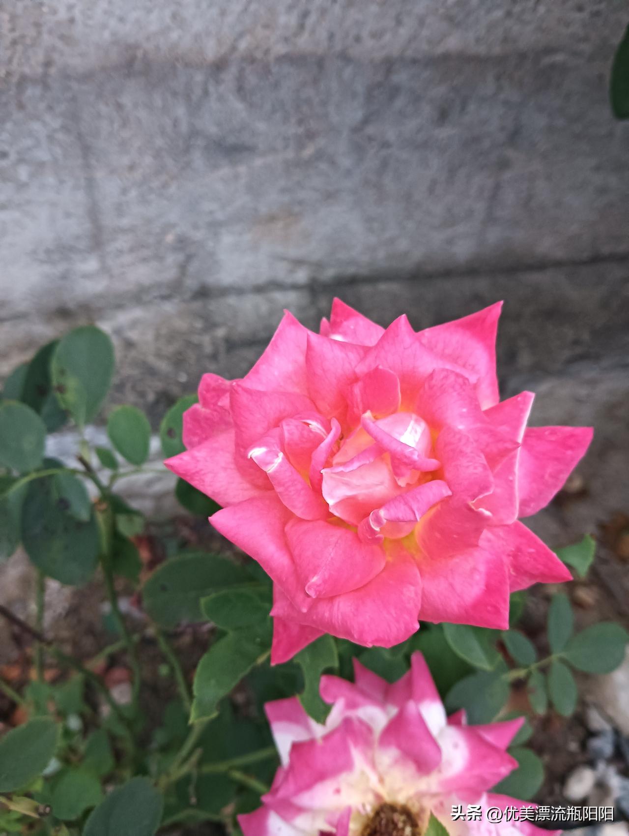 晒图笔记大赛好美的月季🌹花