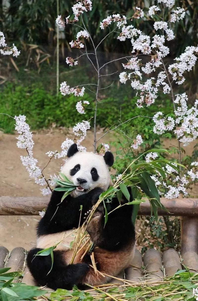 新的一年，继续爱你
我相信很多ee和我一样，哪怕是看了无数遍的老视频，还是会百看