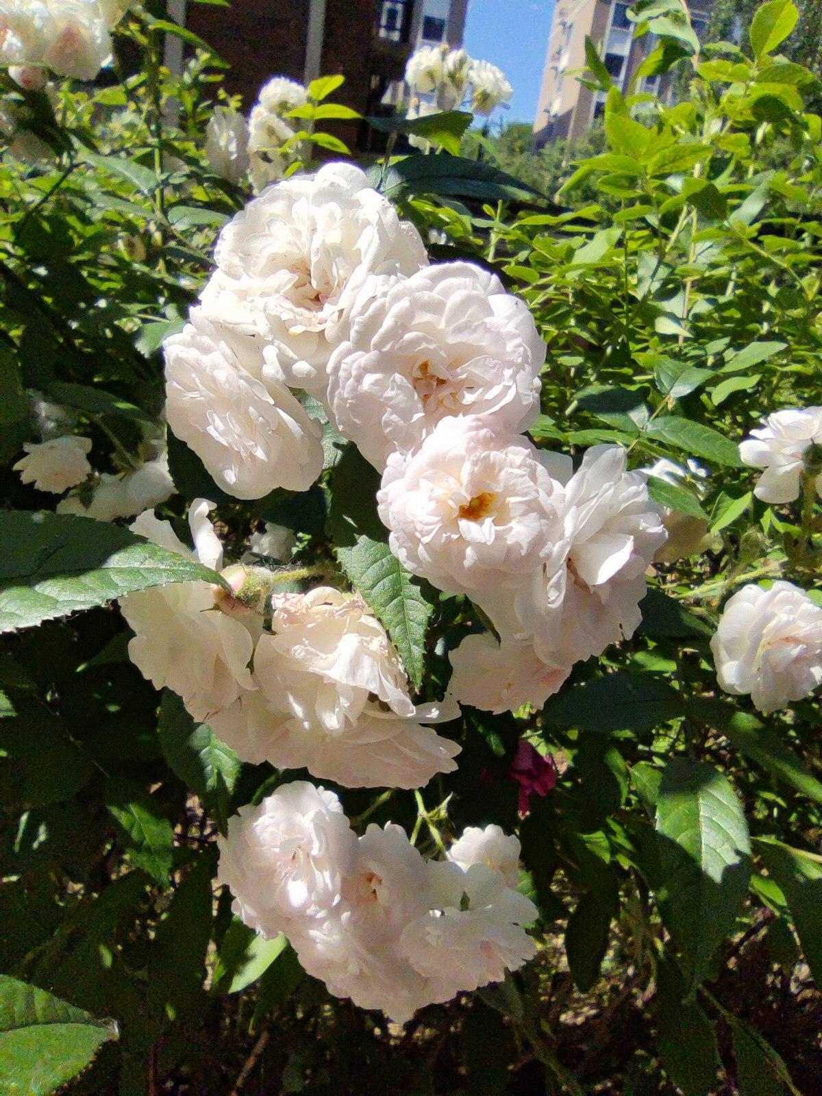 夏日白色的《蔷薇花》
    时值仲夏，蔷薇花开了。洁白的颜色，美丽的花朵，密集