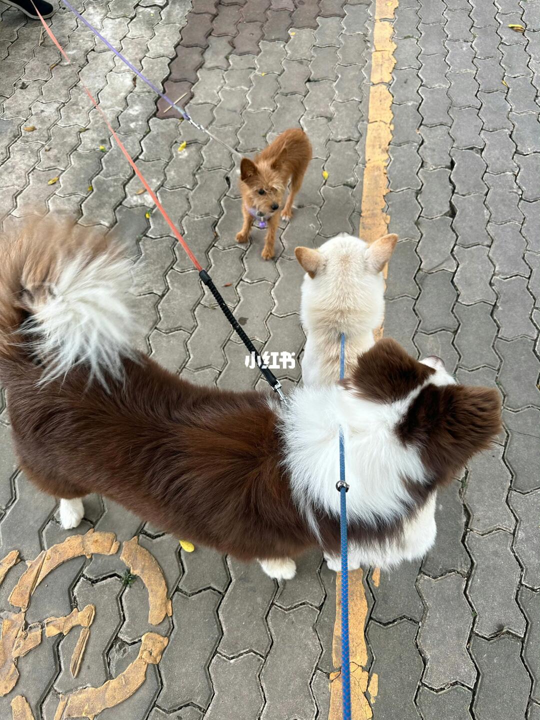 小狗聚会