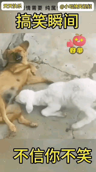 小羊撞晕小狗后喝奶这事儿，确实新奇得很！想象一下那个场景，小羊横冲直撞把小狗给撞