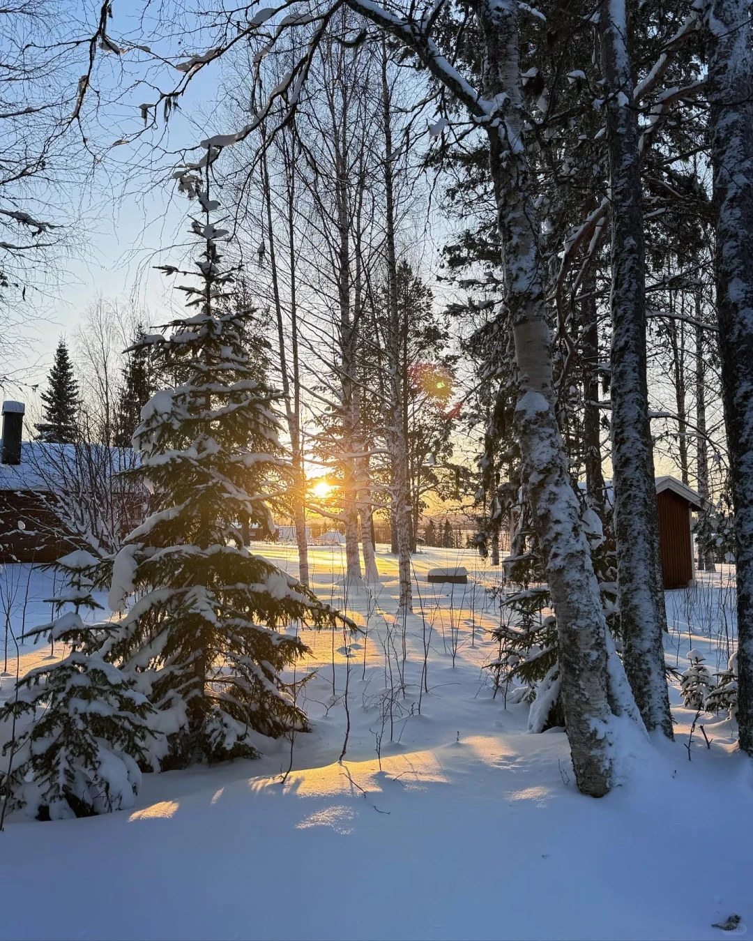 瑞典拉普兰冬季森林之美