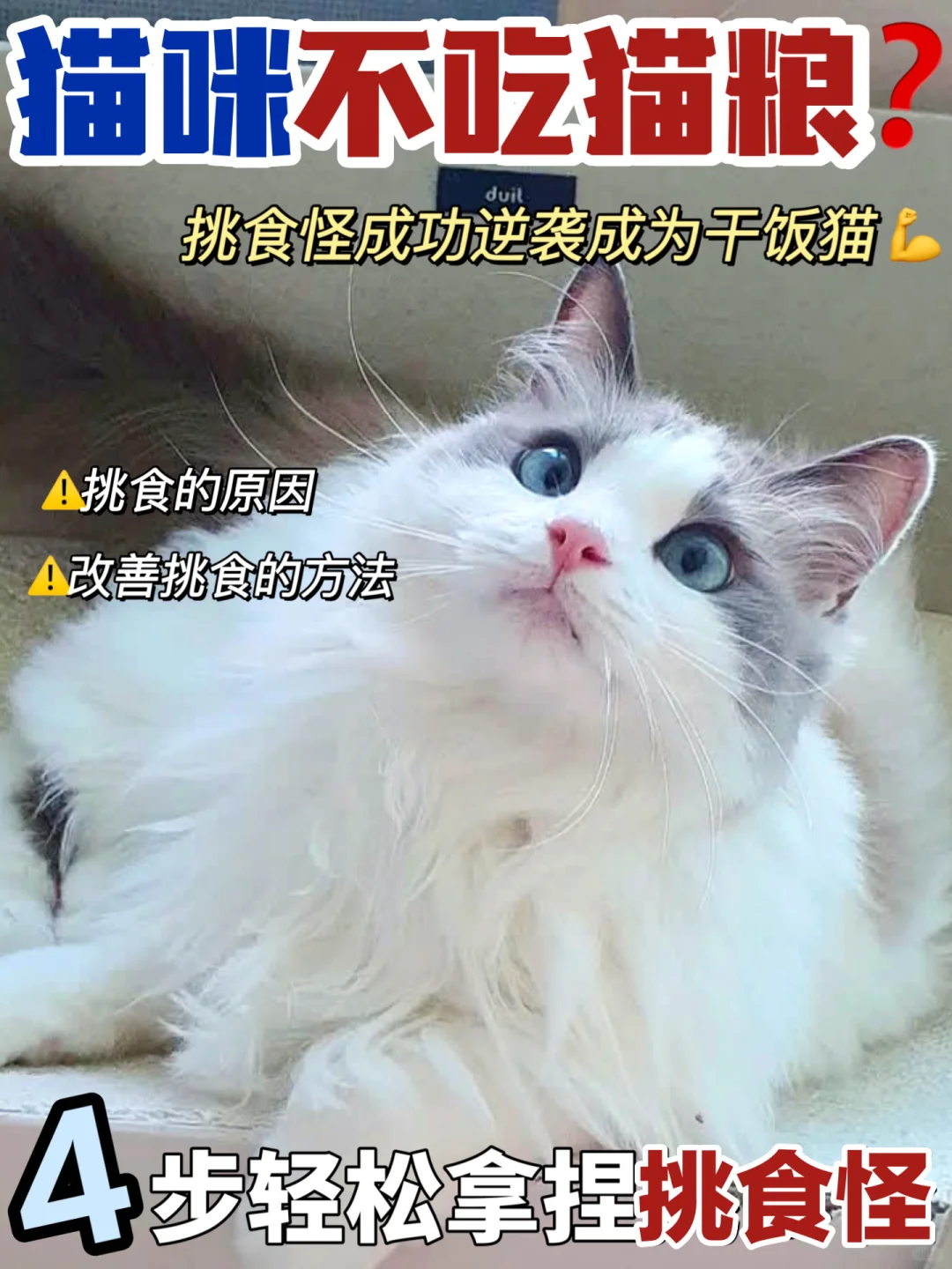 猫咪不吃猫粮怎么办？一篇帮你解决猫挑食~