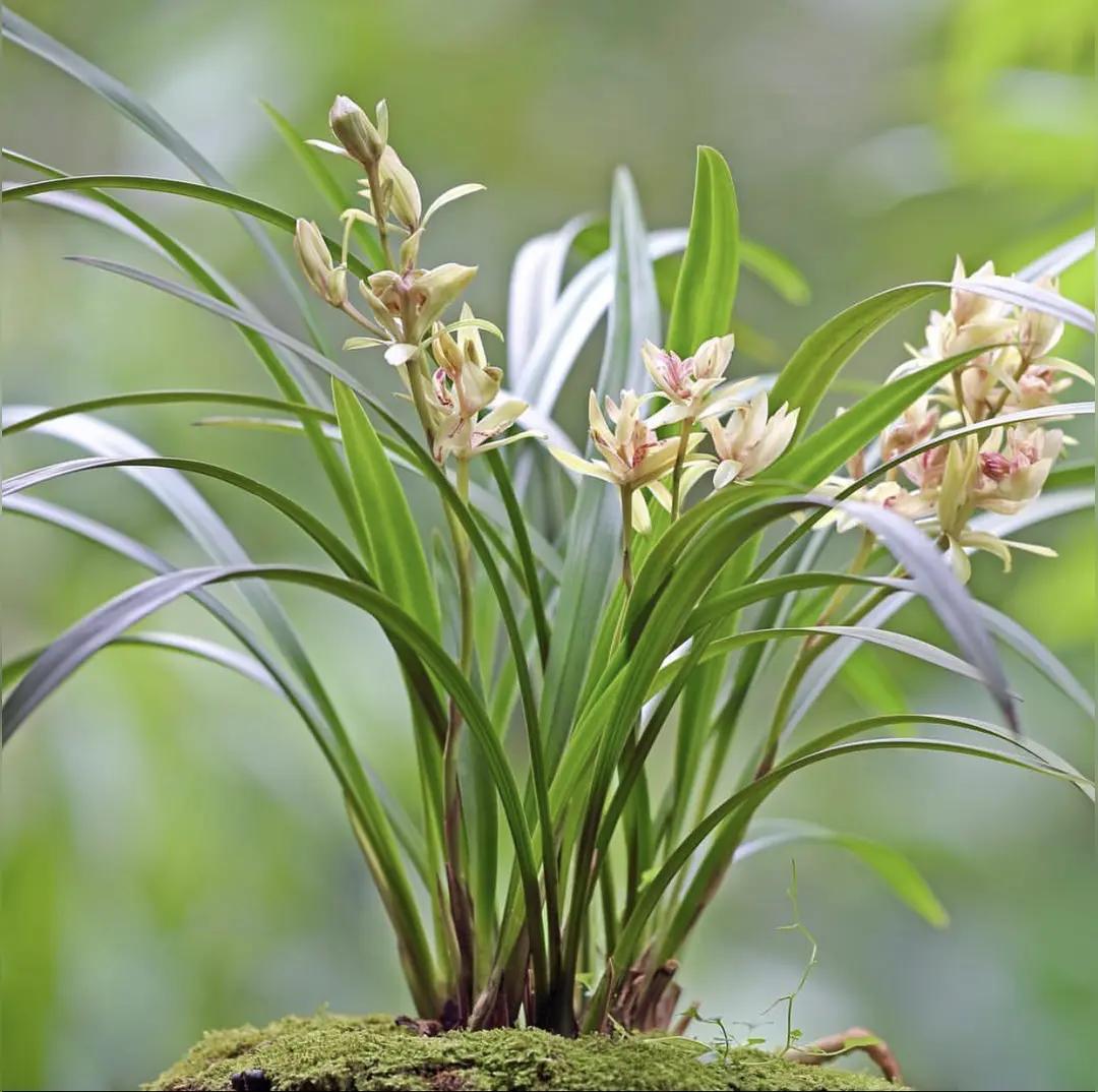 中越是邻居，和邻居搞好关系可以减少相互之间冲突的风险，保障我国西南地区的和平与稳