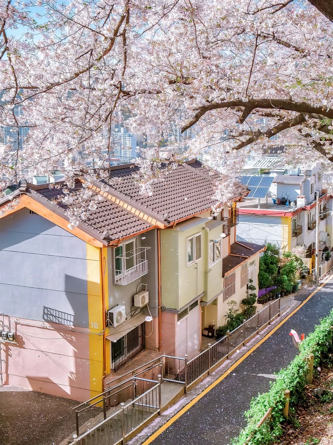 釜山&首尔🌸7个绝美赏樱拍照地｜街道+咖啡店