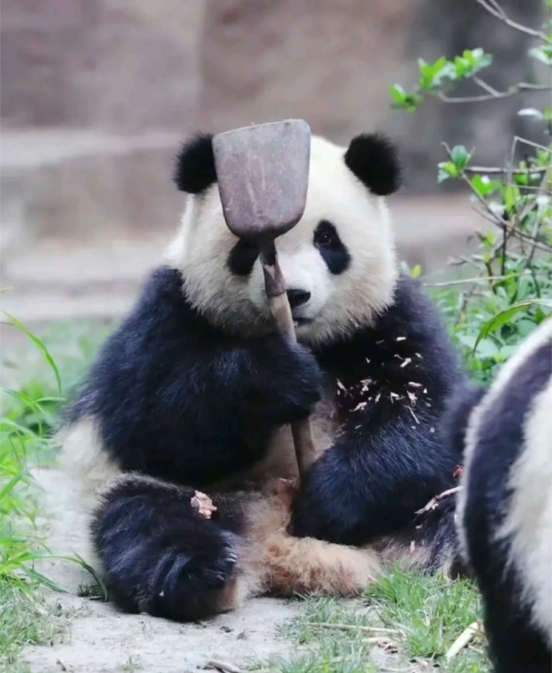 还记得拿铲子的奇一吗？再看还是萌晕！🐼🐼 